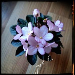 N Diymovoshka ( mini )  25 lei
