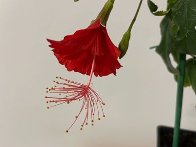 Grandidieri, 50 lei