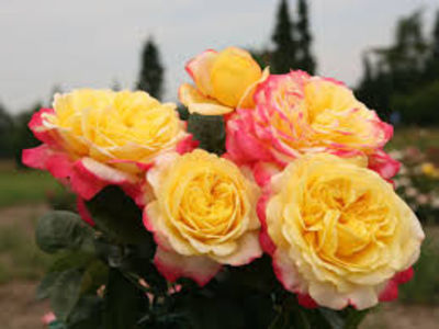 Kordes Jubilee (tufa) 60