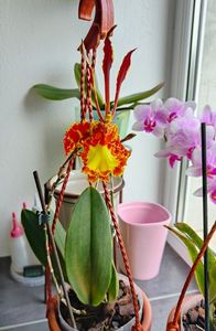 psychopsis papilio mariposa GV