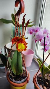 psychopsis papilio mariposa GV