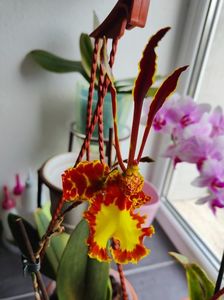 psychopsis papilio mariposa GV
