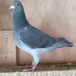 Mascul 23-963