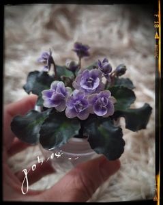 Persian Lace mini  40 lei