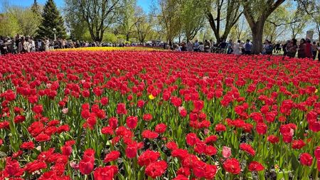 Ottawa Tulips Fest