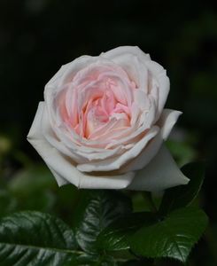 Mme Anisette (tufa) 60; Parfum puternic.
Inflorire repetata tot sezonul
Inaltime 100-150 cm.
