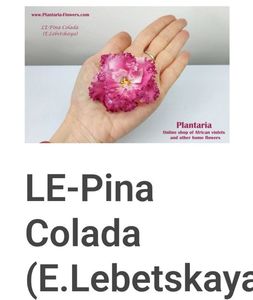 Poza net