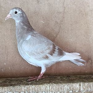 Pui 25-317