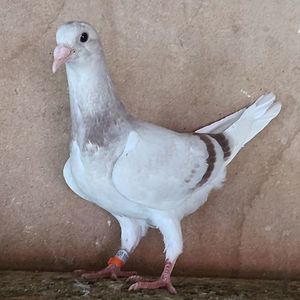 Pui 25-323