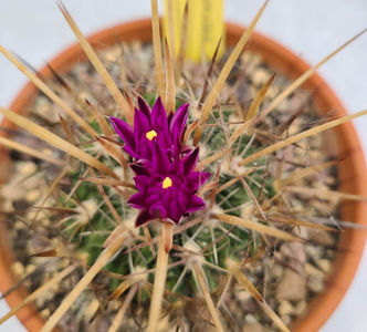 Echinofossulocactus ochoterenae