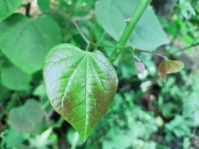 Cercis canadensis Carolina Sweetheart