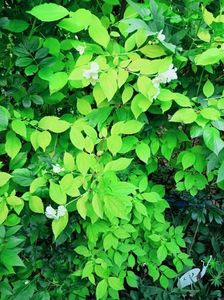 Philadelphus coronarius Aureus