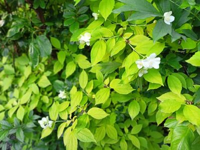 Philadelphus coronarius Aureus