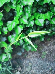 Phyllostachys nigra