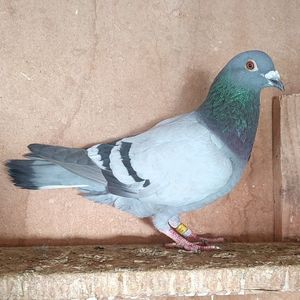 Mascul 24-976