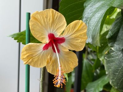 Sylvia Goodman, 60 lei