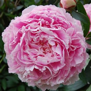 Sarah-Bernhardt-1