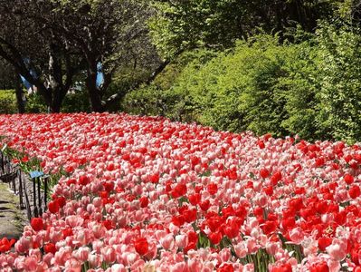 Tulips in Ottawa