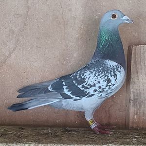 Mascul 24-141