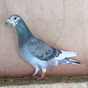 Femela 24-937