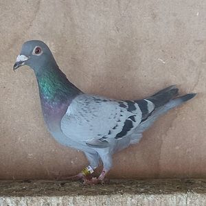 Femela 24-078