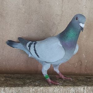 Femela 24-517