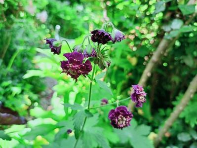 Geranium phaeum "Joseph Green"