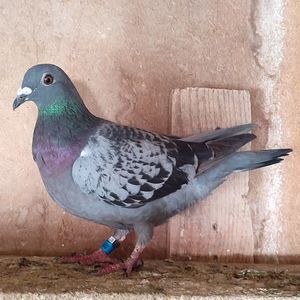 Femela 21-694