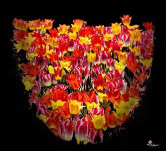 Tulips Deco 