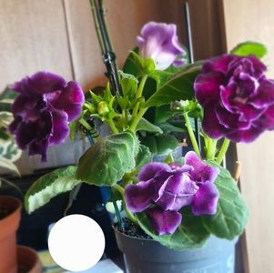 15.05.2025; Gloxinia
