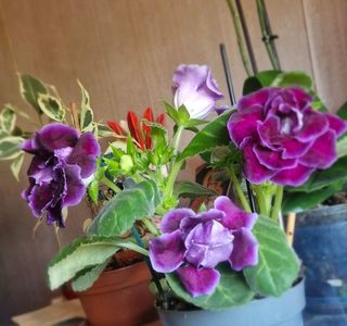 15.05.2025; Gloxinia
