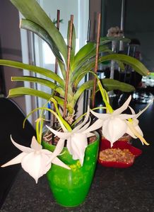 angraecum "Lady Lisa"x sesquipedale
