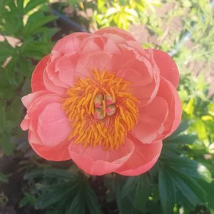 coral