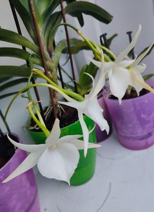 angraecum "Lady Lisa"x sesquipedale