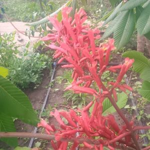 castan rosu-aesculus pavia