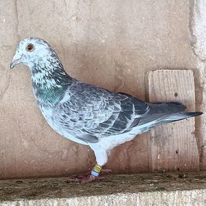 Mascul 24-698...-15 lei