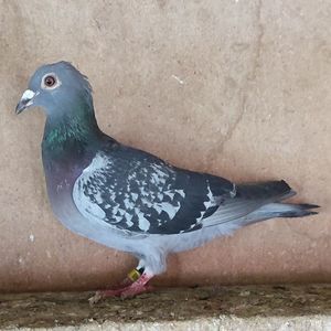 Femela 24-648