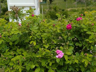 PXL_20250515_102854087