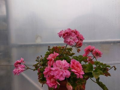 Unicorn Rose