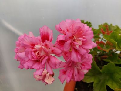 Unicorn Rose
