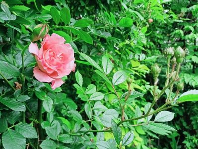 Augusta Luise