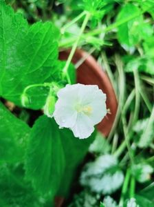 Geranium pheum Album