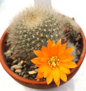 Rebutia hb Apricot Ice