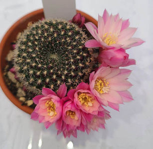 Aylostera espinosae