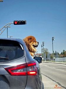 Dog in a car