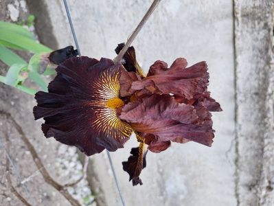 black walnut - 25 lei