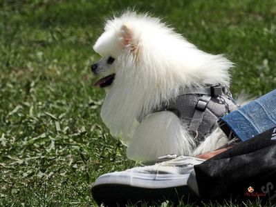 Doggie 1