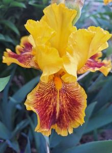 dazzling gold - 15 lei
