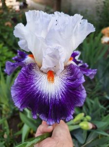 gipsy lord - 25 lei