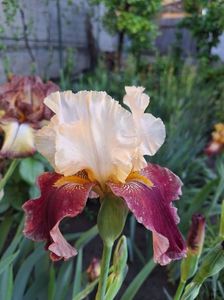 stunning serenade - 10 lei
